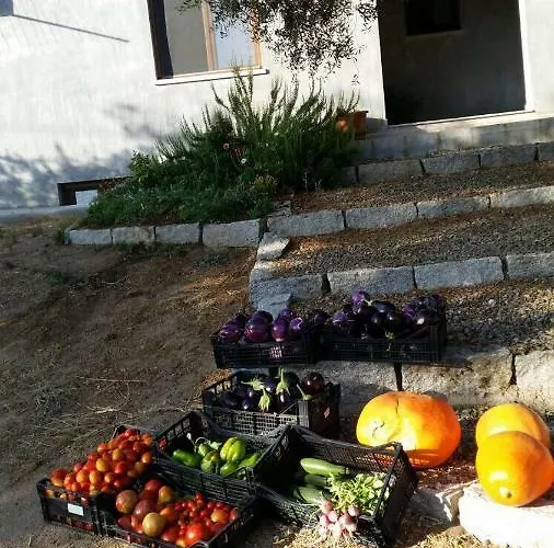 S'umbra De S'ozzastru *